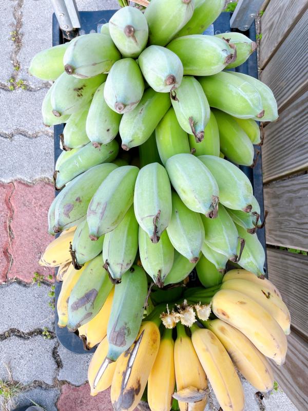 【香蕉大豐收】