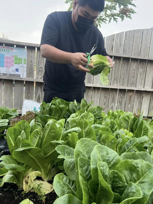 昨天， 工讀生佳榮跟著樂小編 還有小農班的樂齡大姐一起採收、包裝了整整57包的蔬菜包